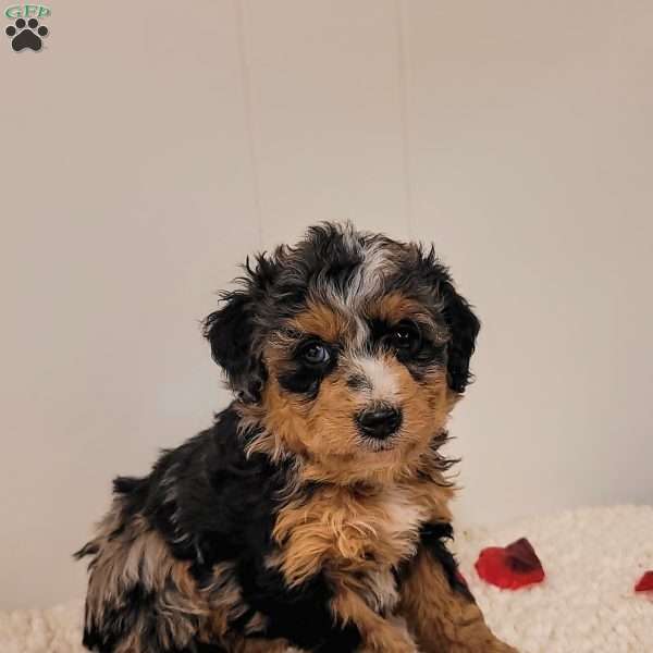 Rory, Mini Bernedoodle Puppy