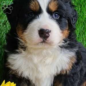 ARROW, Bernese Mountain Dog Puppy