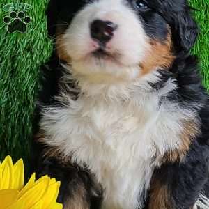 ARROW, Bernese Mountain Dog Puppy