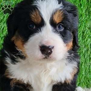 ARROW, Bernese Mountain Dog Puppy