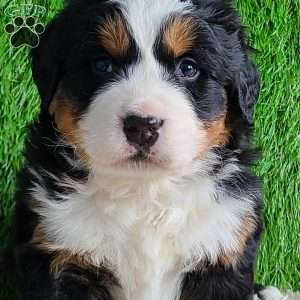 ARROW, Bernese Mountain Dog Puppy