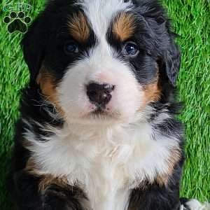 ARROW, Bernese Mountain Dog Puppy