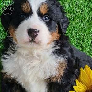 ARROW, Bernese Mountain Dog Puppy