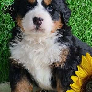ARROW, Bernese Mountain Dog Puppy