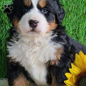 ARROW, Bernese Mountain Dog Puppy