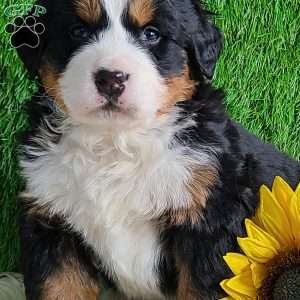 ARROW, Bernese Mountain Dog Puppy