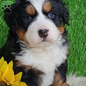 ARROW, Bernese Mountain Dog Puppy