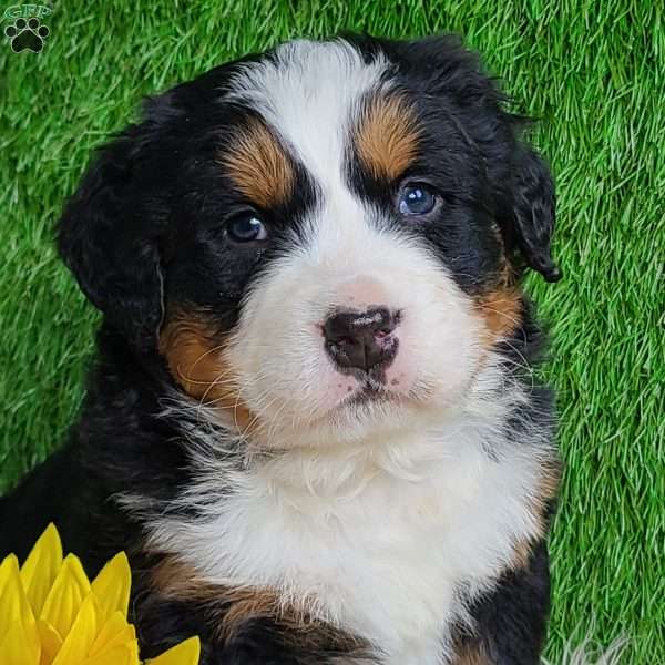 ARROW, Bernese Mountain Dog Puppy