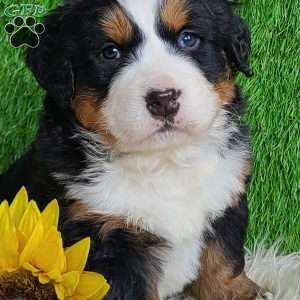 ARROW, Bernese Mountain Dog Puppy