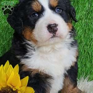 ARROW, Bernese Mountain Dog Puppy