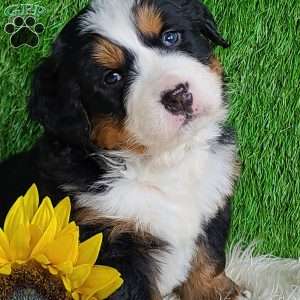 ARROW, Bernese Mountain Dog Puppy