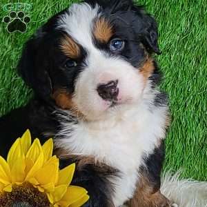 ARROW, Bernese Mountain Dog Puppy