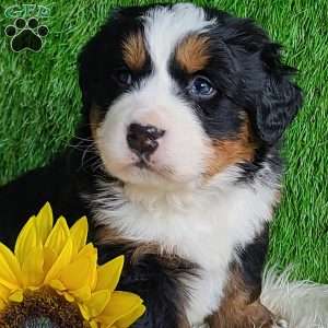 ARROW, Bernese Mountain Dog Puppy