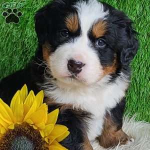 ARROW, Bernese Mountain Dog Puppy