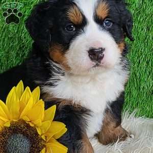 ARROW, Bernese Mountain Dog Puppy