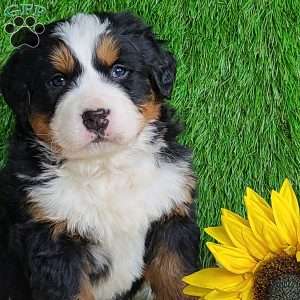 ARROW, Bernese Mountain Dog Puppy