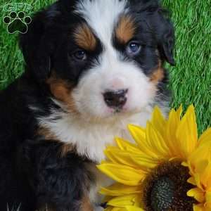 ARROW, Bernese Mountain Dog Puppy
