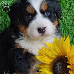 ARROW, Bernese Mountain Dog Puppy