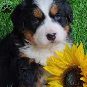 ARROW, Bernese Mountain Dog Puppy