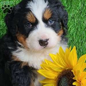 ARROW, Bernese Mountain Dog Puppy
