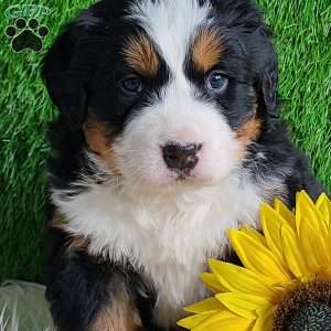 ARROW, Bernese Mountain Dog Puppy