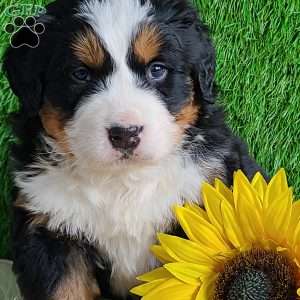 ARROW, Bernese Mountain Dog Puppy