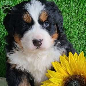 ARROW, Bernese Mountain Dog Puppy