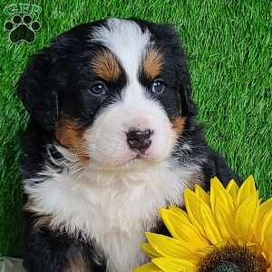 ARROW, Bernese Mountain Dog Puppy