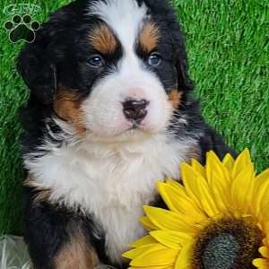 ARROW, Bernese Mountain Dog Puppy