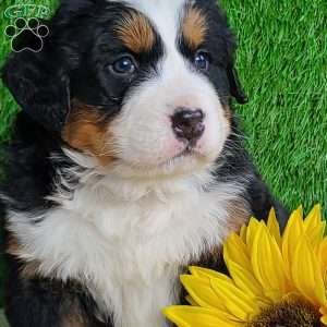 ARROW, Bernese Mountain Dog Puppy