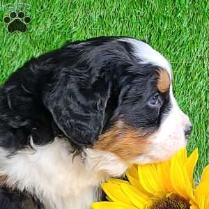 ARROW, Bernese Mountain Dog Puppy