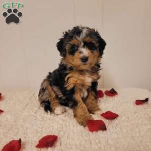 Rory, Mini Bernedoodle Puppy