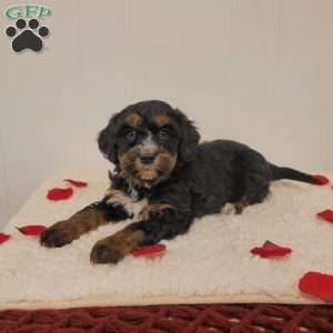 Remi, Mini Bernedoodle Puppy