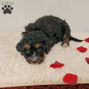 Remi, Mini Bernedoodle Puppy