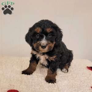 Remi, Mini Bernedoodle Puppy