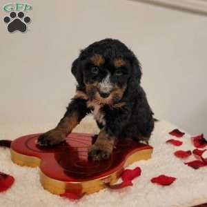 Remi, Mini Bernedoodle Puppy