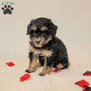 Roxy, Mini Bernedoodle Puppy