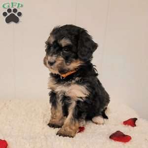 Roxy, Mini Bernedoodle Puppy