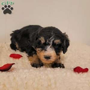 Rosie, Mini Bernedoodle Puppy