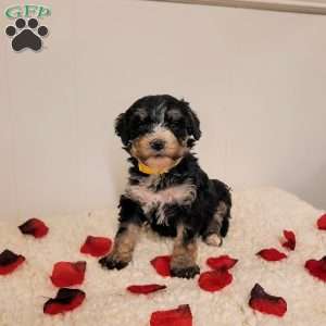 Rosie, Mini Bernedoodle Puppy