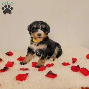 Rosie, Mini Bernedoodle Puppy