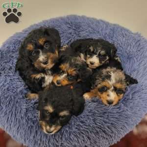 Ruby, Mini Bernedoodle Puppy
