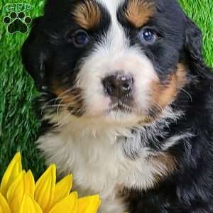 ARCHER, Bernese Mountain Dog Puppy