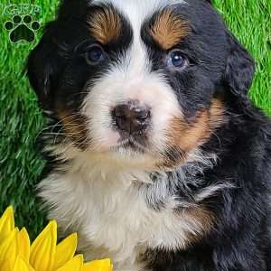 ARCHER, Bernese Mountain Dog Puppy