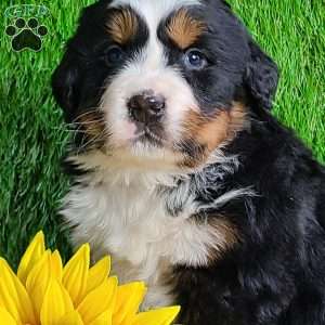 ARCHER, Bernese Mountain Dog Puppy