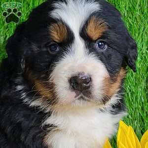 ARCHER, Bernese Mountain Dog Puppy