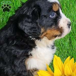 ARCHER, Bernese Mountain Dog Puppy