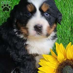 ARCHER, Bernese Mountain Dog Puppy