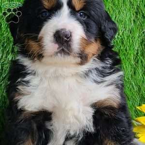 ARCHER, Bernese Mountain Dog Puppy