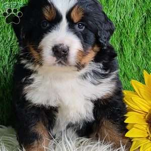 ARCHER, Bernese Mountain Dog Puppy